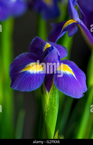 Fleur d'Iris - libre Banque D'Images