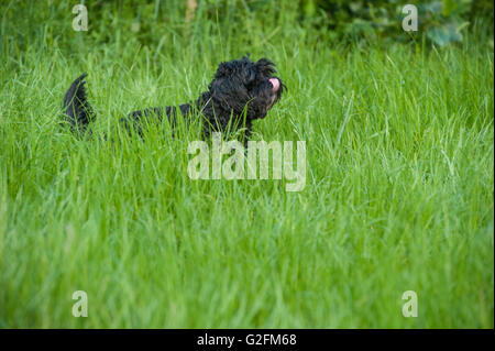 Un heureux sain chien court dans l'herbe haute Banque D'Images