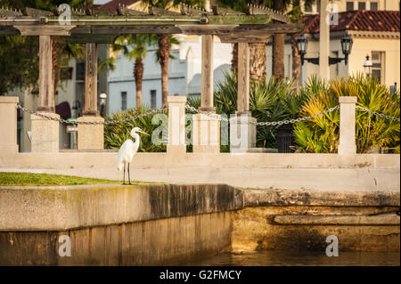 Grand Héron blanc (également connu sous le nom de la grande aigrette) éclairées par le soleil levant sur Matanzas Bay à Saint Augustine, en Floride. (USA) Banque D'Images