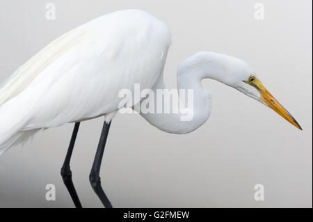 'Élégant' blanc sur blanc portrait d'un grand héron blanc (également connu sous le nom de la grande aigrette ou grande aigrette). Banque D'Images