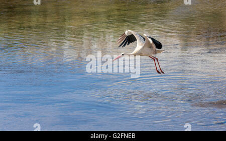 European Cigogne blanche Ciconia ciconia en vol sur la rivière, Silves, Algarve, Portugal Banque D'Images