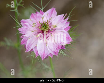 Nigella rose. Fleur délicate. Aka l'amour dans un brouillard. Banque D'Images