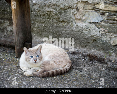 Stray Cat avec de superbes yeux bleus. Attend au moins une partie des frères siamois. Banque D'Images