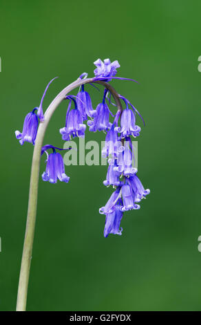 Bluebell,non-hyacynthoides scripta,islay, Ecosse Banque D'Images