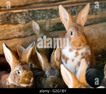Beaucoup de lapins dans le clapier en bois Banque D'Images