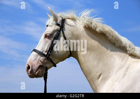 Head shot d'un cremello cheval avec mors against blue sky background Banque D'Images