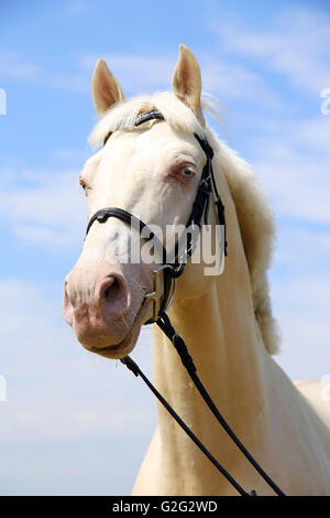 Head shot d'un cremello cheval avec mors against blue sky background Banque D'Images