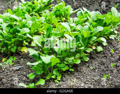 Radis biologiques de plus en plus des semis dans le jardin Banque D'Images