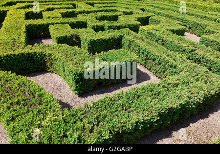 Fort orné, couverture Hertfodshire, Hatfield House, jardin détail noeud coulé bas à labyrinthe de couverture de buis Banque D'Images