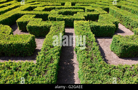 Fort orné, couverture Hertfodshire, Hatfield House, jardin détail noeud coulé bas à labyrinthe de couverture de buis Banque D'Images