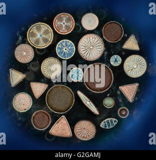 Une sélection variée de formes de diatomées pennées, centric, darkfield, photomicrographie. Banque D'Images