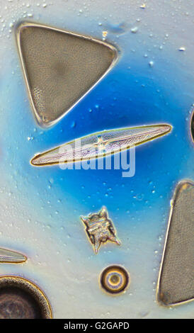 Une sélection variée de formes de diatomées pennées, centric, bleu, darkfield photomicrographie. Banque D'Images