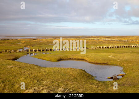 Les marais salés dans le Schleswig-Holstein mer des Wadden Parc National, Site du patrimoine mondial de l'UNESCO, Schleswig-Holstein mer des Wadden Banque D'Images