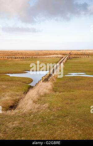 Les marais salés dans le Schleswig-Holstein mer des Wadden Parc National, Site du patrimoine mondial de l'UNESCO, Schleswig-Holstein mer des Wadden Banque D'Images