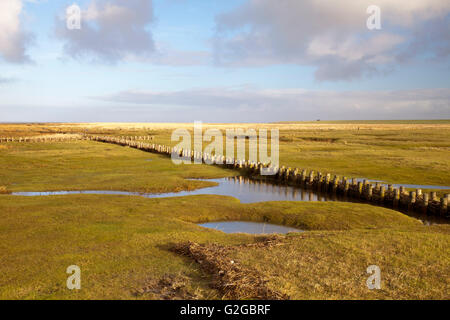 Les marais salés dans le Schleswig-Holstein mer des Wadden Parc National, Site du patrimoine mondial de l'UNESCO, Schleswig-Holstein mer des Wadden Banque D'Images