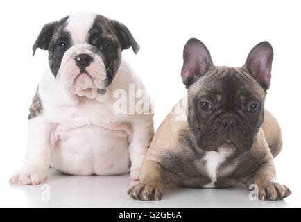 Chiots bulldog français et anglais à au viewer sur fond blanc Banque D'Images