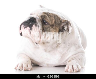 Femelle bulldog Anglais portant sur fond blanc Banque D'Images