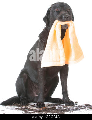 Dirty Dog holding towel en attente d'une baignoire Banque D'Images