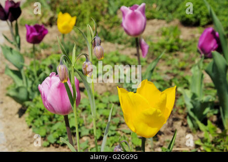 Tulpen bunt - tulipe 01 colorée Banque D'Images