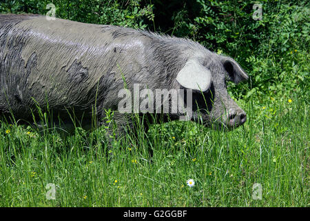 Serbie - porc domestique (Sus scrofa) semer les bois errant librement Banque D'Images