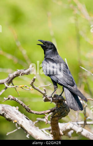 Portrait vertical de corneille noire, Corvus corone, adulte perché sur une branche. Banque D'Images