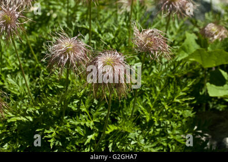 Pulsatilla alpina Banque D'Images