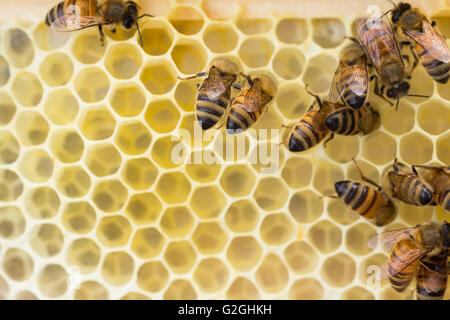 Les abeilles travailleur italien et le polissage du bâtiment d'abeille naturelle nouvellement dessinée peigne, prêt pour couvée, le nectar et le miel. Banque D'Images