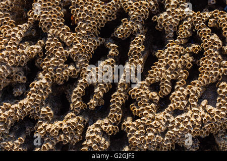 Les tubes de sable du ver en nid d'Sabellaria alveolata sur les rochers de la péninsule de Gower, dans le sud du Pays de Galles UK Banque D'Images