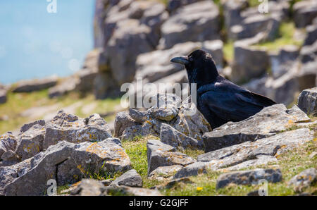 Grand corbeau Corvus corax sur les falaises de calcaire carbonifère de la péninsule de Gower, dans le sud du Pays de Galles UK Banque D'Images