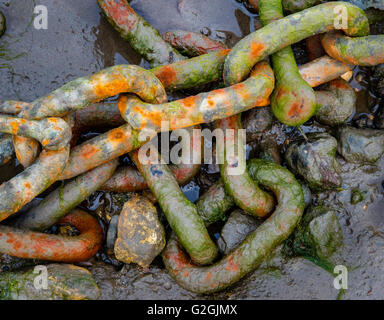 La rouille et les algues couverts vieux mondiales ancrée à la boue dans un port de la côte sud-ouest de l'UK Banque D'Images