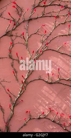 Bourgeons à feuilles rouges de la vigne vierge Parthenocissus quinquefolia emerging au début du printemps sur un mur de la maison rose à Bristol UK Banque D'Images