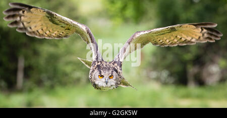 Eagle Owl Bubo bubo en vol au-dessus d'un champ d'oiseaux formés - Gloucestershire Banque D'Images