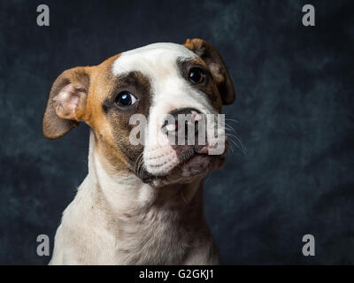 Yuna l'American Bulldog chiot âgé de seulement 5 mois Banque D'Images