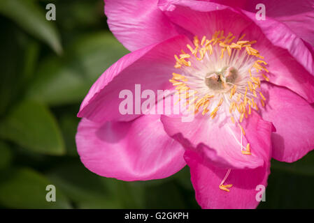 Paeonia Peony rose honneur fleur et pollen jaune coupés à Kew Botanical Gardens à Londres, Royaume-Uni Banque D'Images