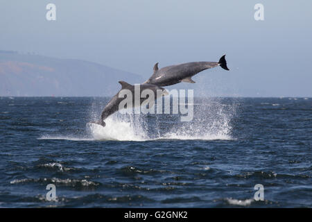 Les grands dauphins (Tursiops truncatus) violer, sauter, sauter, Chanonry Point, Moray Firth, Écosse, Royaume-Uni Banque D'Images