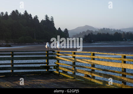 Les goélands assis sur une clôture donnant sur Siletz Bay. Lincoln City, Oregon Banque D'Images