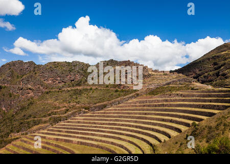 Terrasses agricoles incas au ruines de Pisac dans la Vallée Sacrée des Incas, le Pérou Banque D'Images