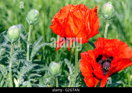 Oriental Rouge Coquelicot, Papaver orientale, Oriental poppies Banque D'Images