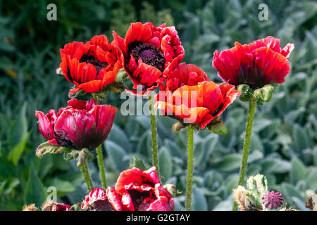 Pavot d'Orient, Rouge pavot orientale, Oriental poppies Banque D'Images