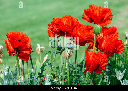 Pavot d'Orient, Papaver orientale, Oriental rouge coquelicots fleurs jardin Banque D'Images