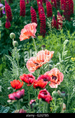 Pavot d'Orient, Rouge pavot orientale, Oriental poppies, beau jardin de fleurs Banque D'Images