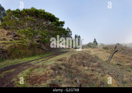 Héritage hawaïen Scieries, Kukaiau Ranch, Mauna Kea Banque D'Images