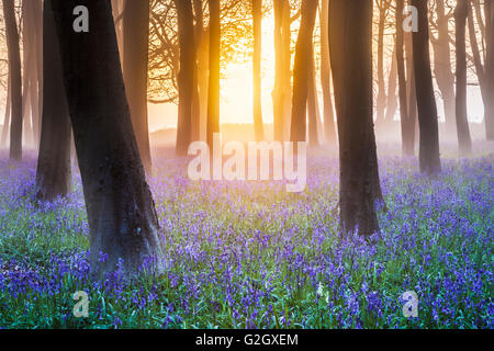 Bluebell Woods au lever du soleil. Banque D'Images