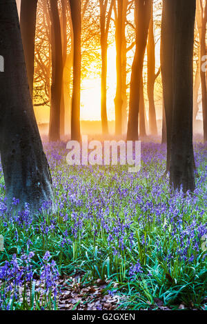 Bluebell Woods au lever du soleil. Banque D'Images