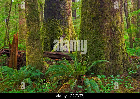 Vieille forêt pluviale tempérée du parc provincial Carmanah-Walbran British Columbia Canada Banque D'Images