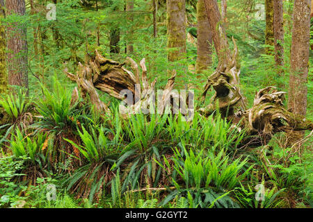 Fougères et vieil arbre dans la vieille forêt pluviale tempérée du parc provincial Carmanah-Walbran British Columbia Canada Banque D'Images