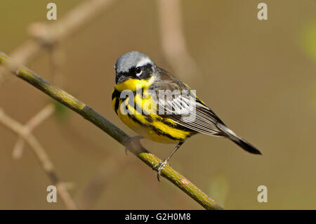 Magnolia Warbler Setophaga magnolia Inn & Suites forest Le Parc National de la Pointe-Pelée, Ontario Canada Banque D'Images