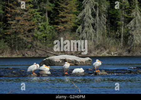 Pélican blanc (Pelecanus erythrorhynchos) sur la rivière Wenesaga Ear Falls Ontario Canada Banque D'Images