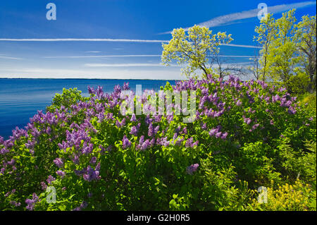 Lilas, le long du fleuve Saint-Laurent, Canada L'Ontario des Mille-Îles Banque D'Images