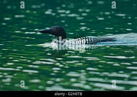 La Great Northern ou Common Loon Gavia immer sur Killarney Lake Parc provincial Killarney Ontario Canada Banque D'Images